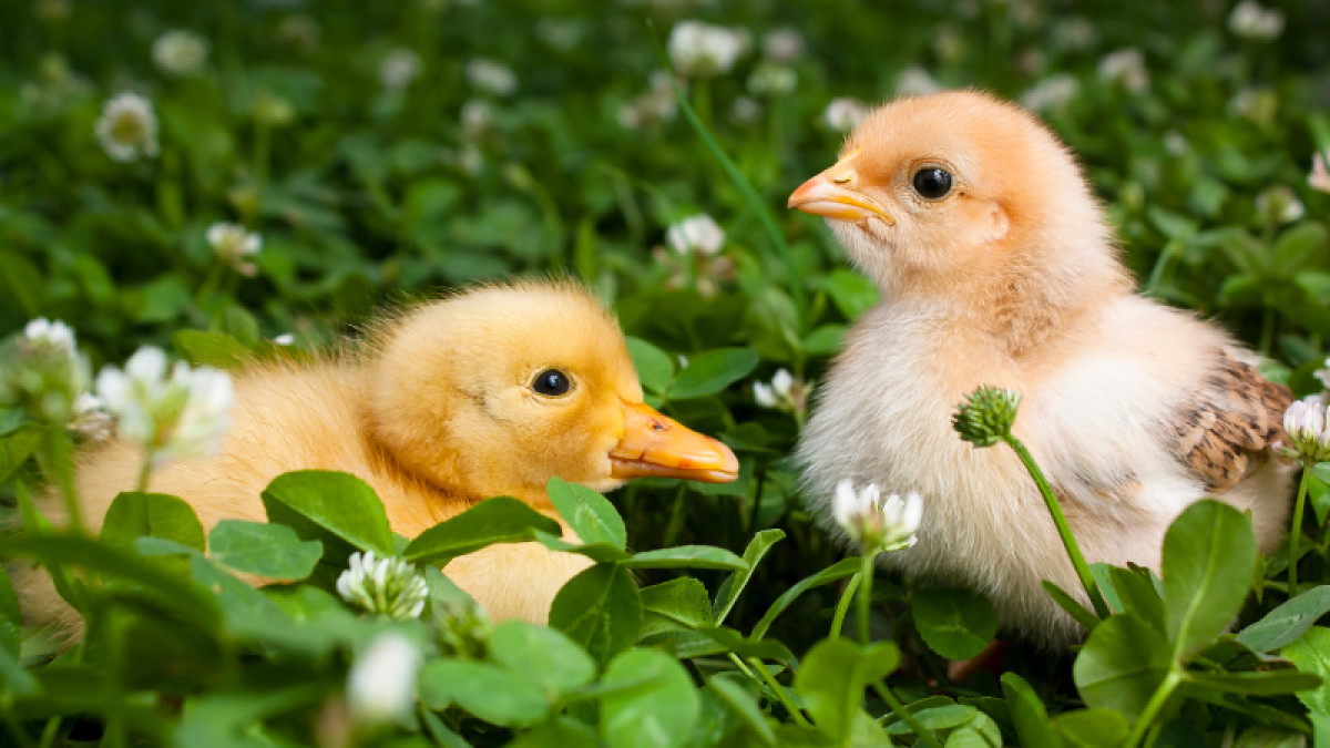 Chicks & Ducklings Are In!