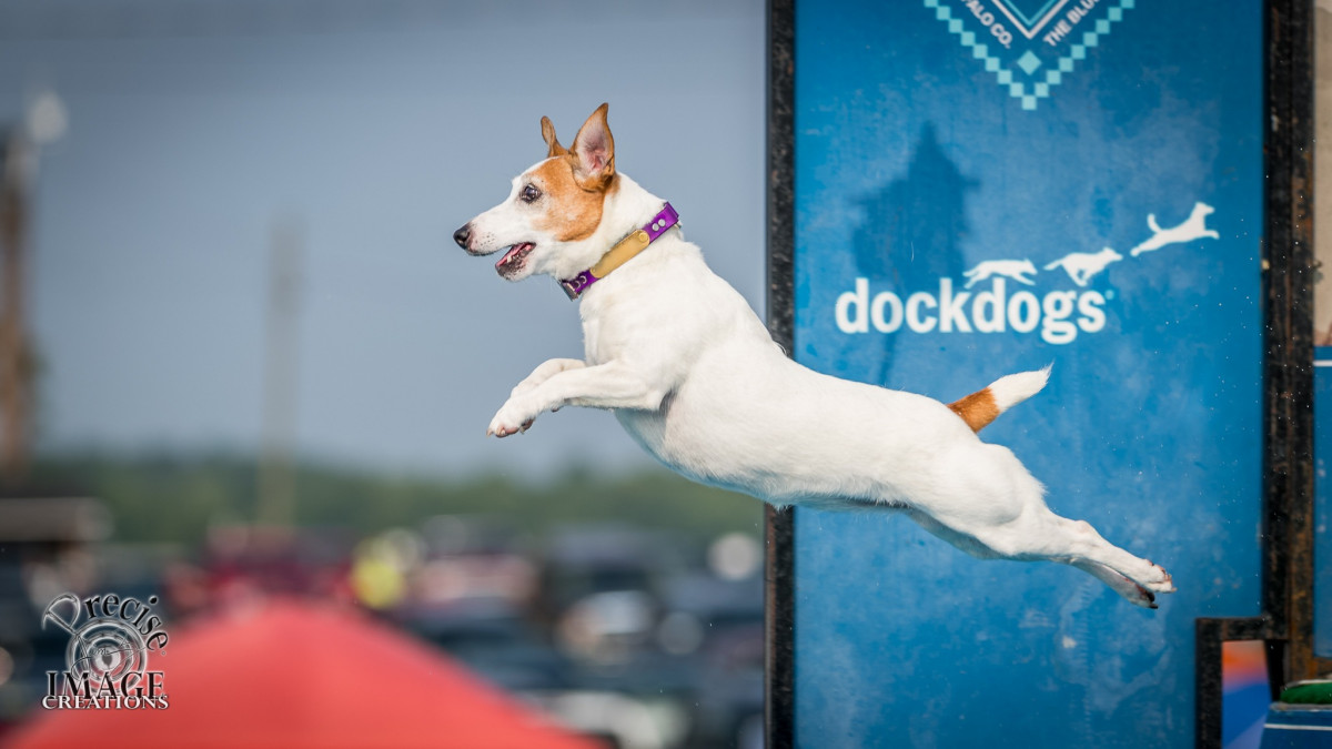 Osborne's DockDogs Classic Event! SAVE THE DATE!