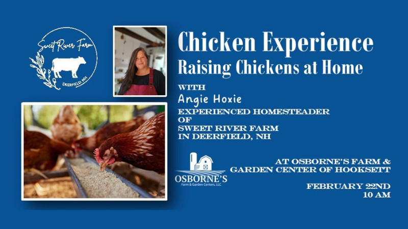 Chicken Experience: Raising Chickens at Home