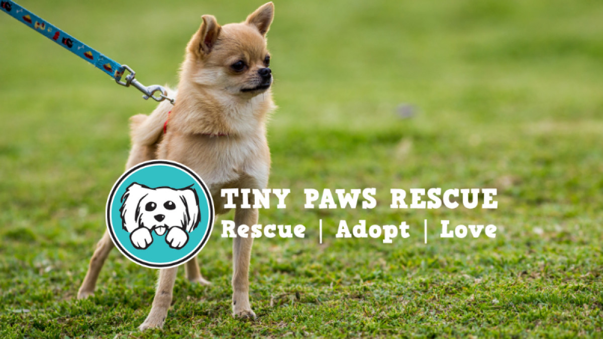 Tiny Paws Rescue Adoption Event!