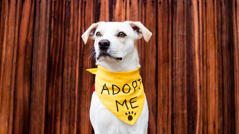 Easel Dog Adoption Events