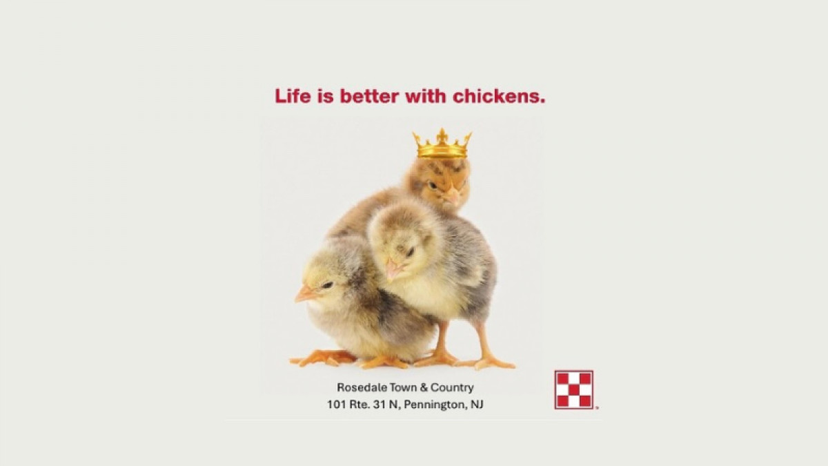 Chicken Pageant
