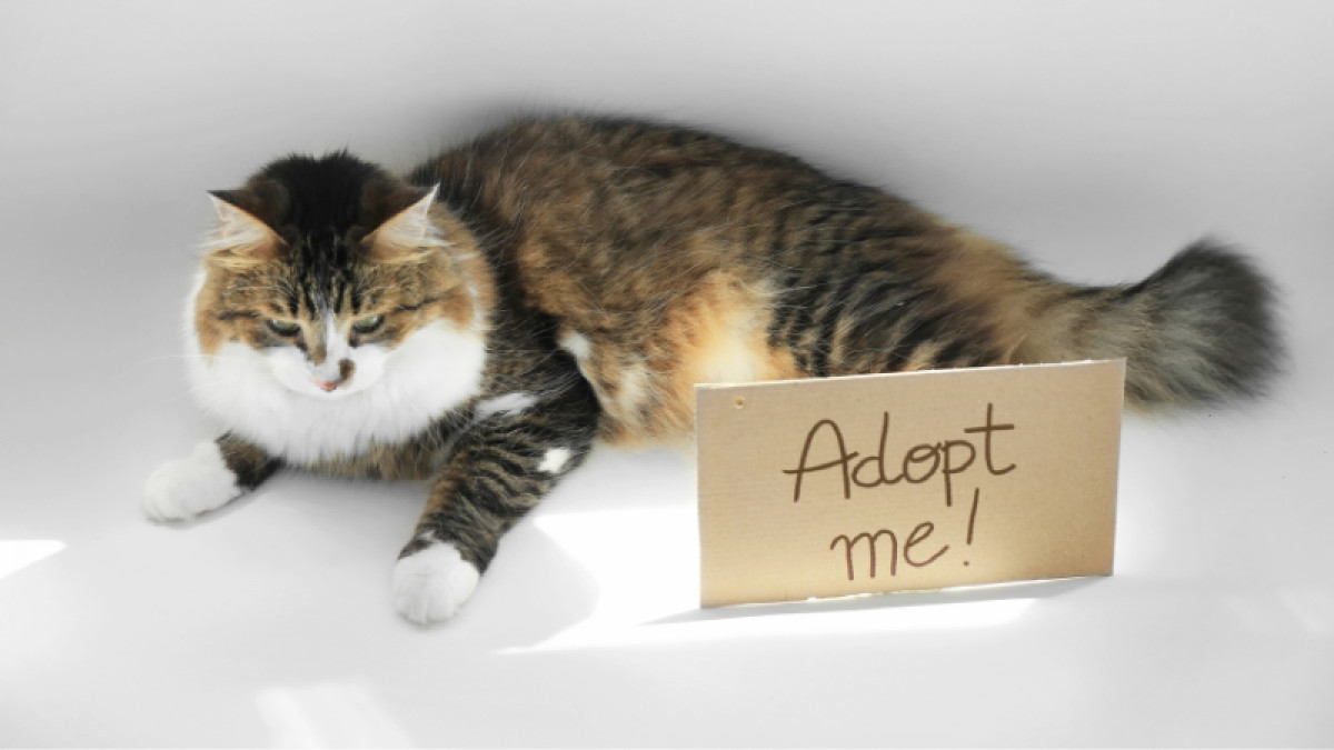 Easel Cat & Kitten Adoption Event