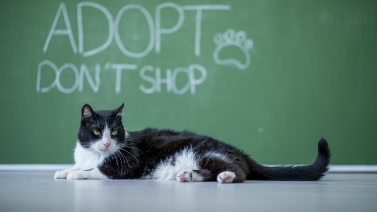 Easel Cat & Kitten Adoption Event