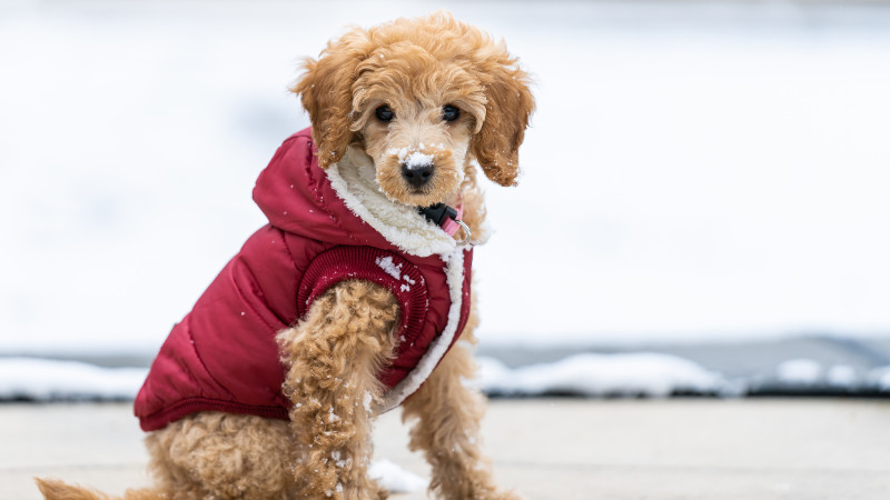 15% OFF Dog Jackets, Sweaters, Rain Jackets & PJs