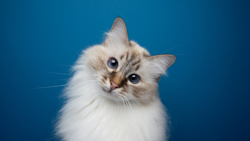 🐾 Cat Adoption Event at Rosedale Town & Country! 🐾