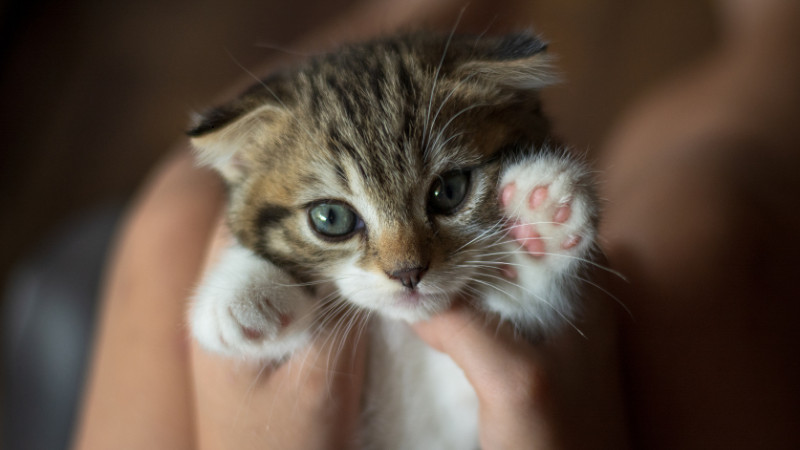 🐈 Cat's Amazing Adoption Event 🐈