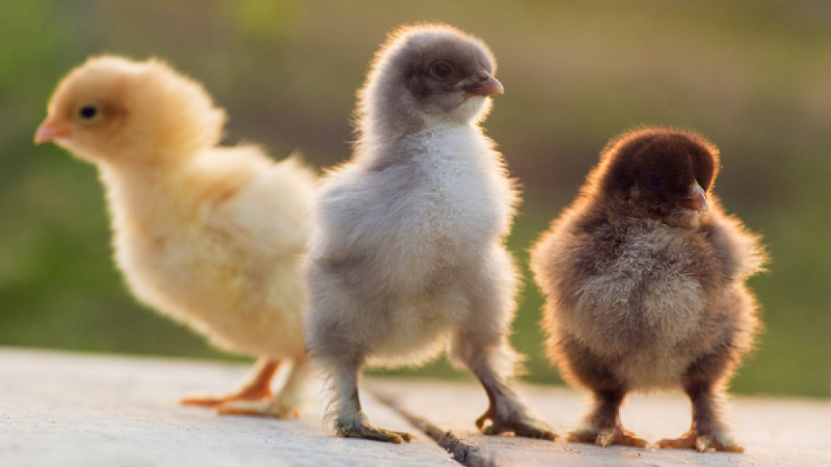 2023 Chick Days