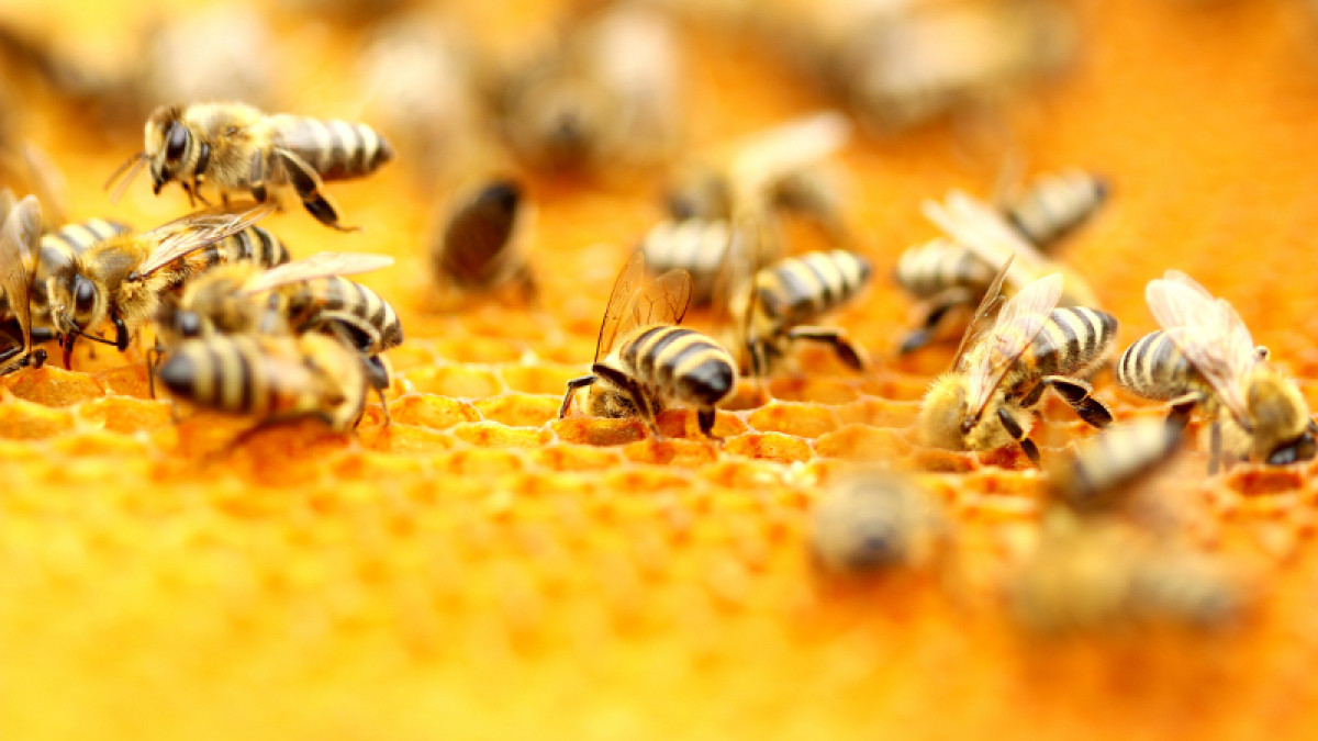 2023 Bee Orders