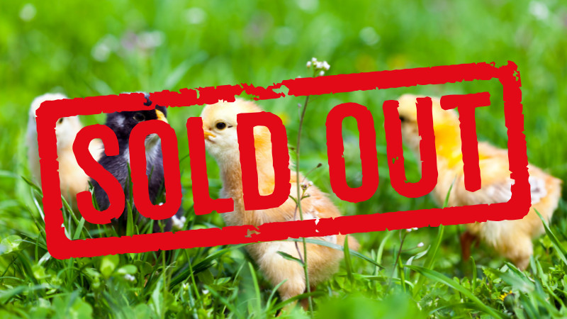 SOLD OUT - Chick Days 2025