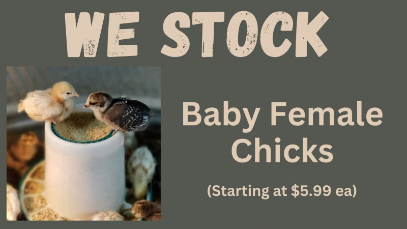 We stock Baby Female Chicks (starting at $5.99 ea)