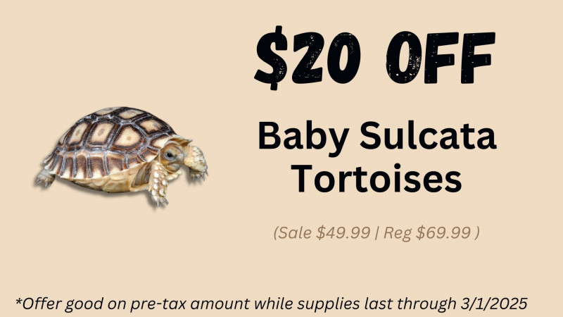 $20 OFF Baby Sulcata Tortoises