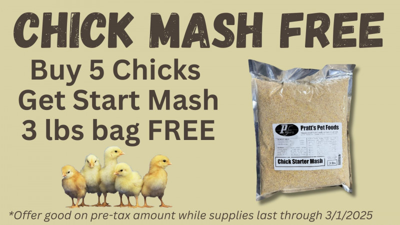 3LB Chick Mash FREE (with purchase of 5 baby chicks)