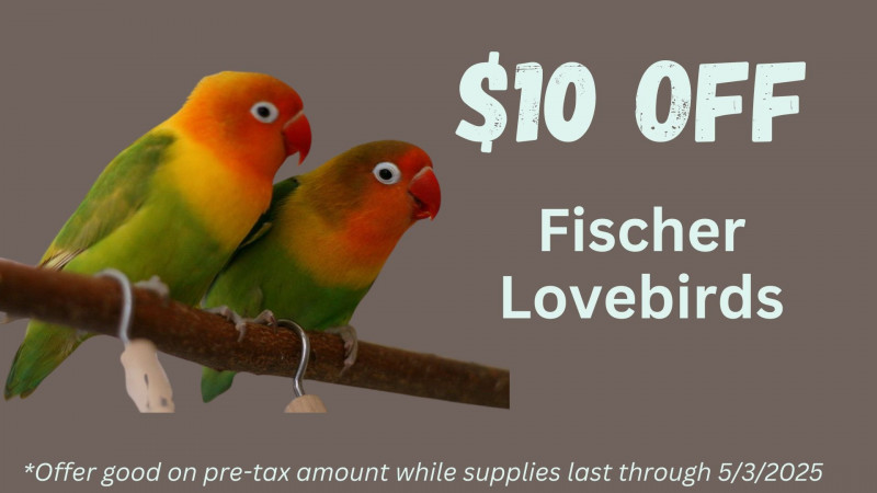 $10 OFF Fischer Lovebirds