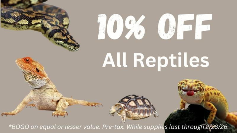 10% OFF All Reptiles