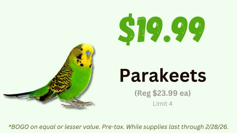 Parakeets Sale $19.99 each (Reg $23.99)