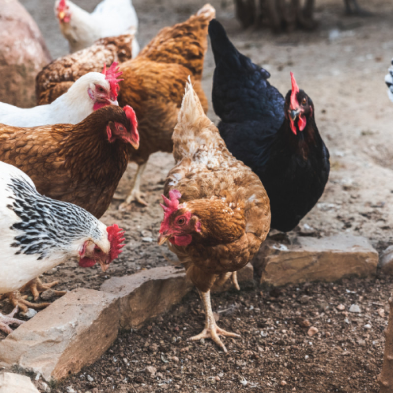 Life With Chickens Seminar