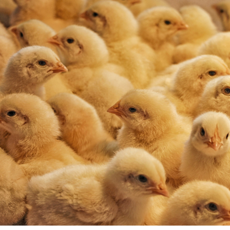 Gower's Chick Days 2026