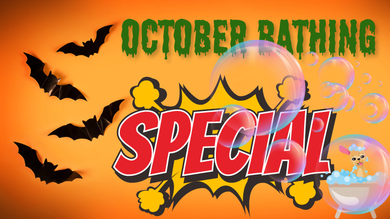 October Bathing Special! Small Dog Bath - $25!