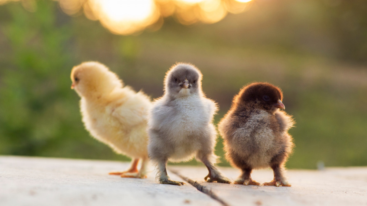 Chick Days