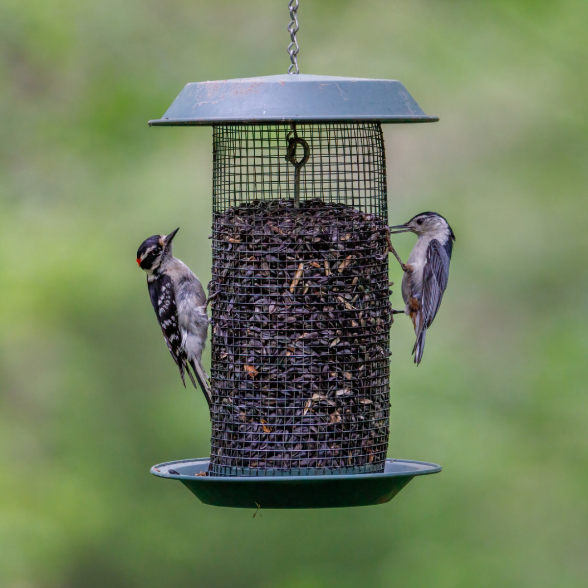 Wild Bird Food Booking 2025!