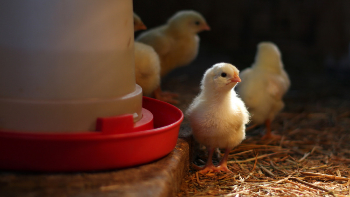 Chick Day Event - March 21st Delivery!