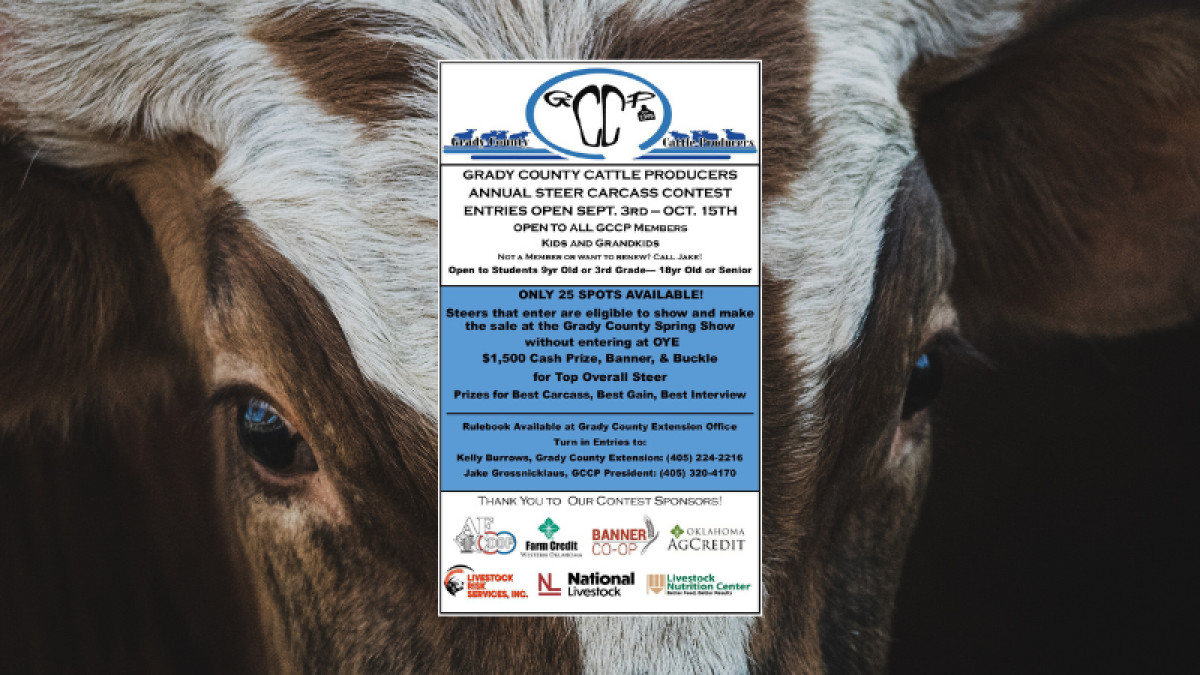 Annual Steer Carcass Contest