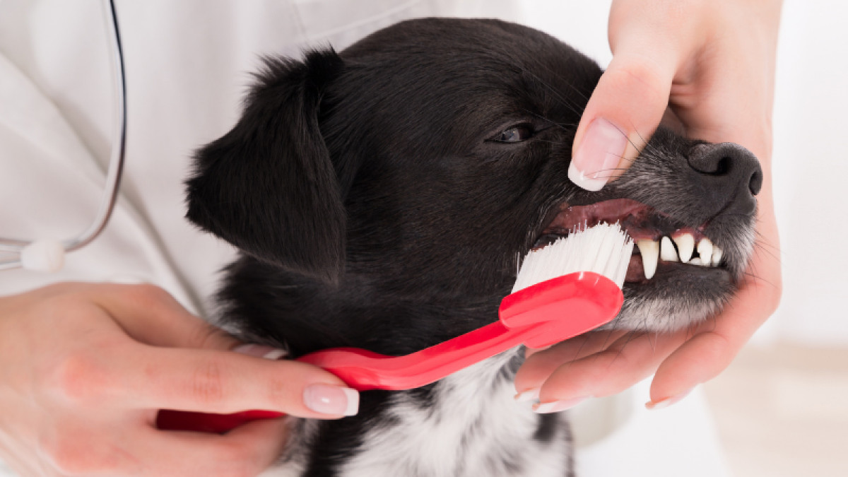 Anesthesia Free Dental Cleaning
