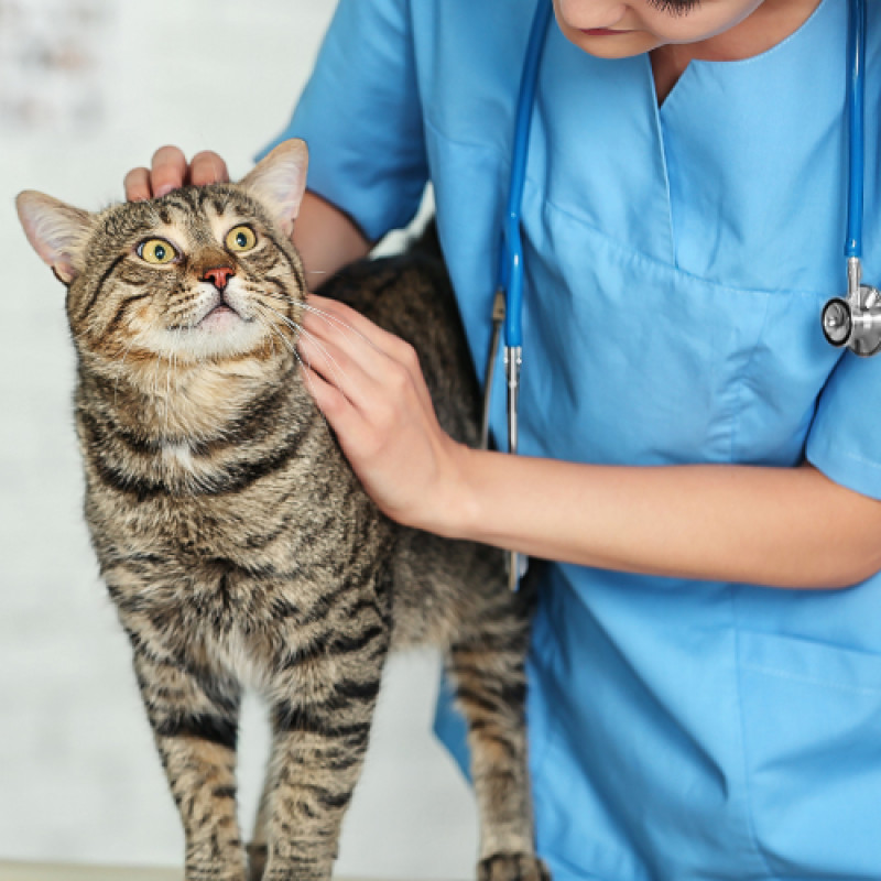 Low Cost Veterinary Services