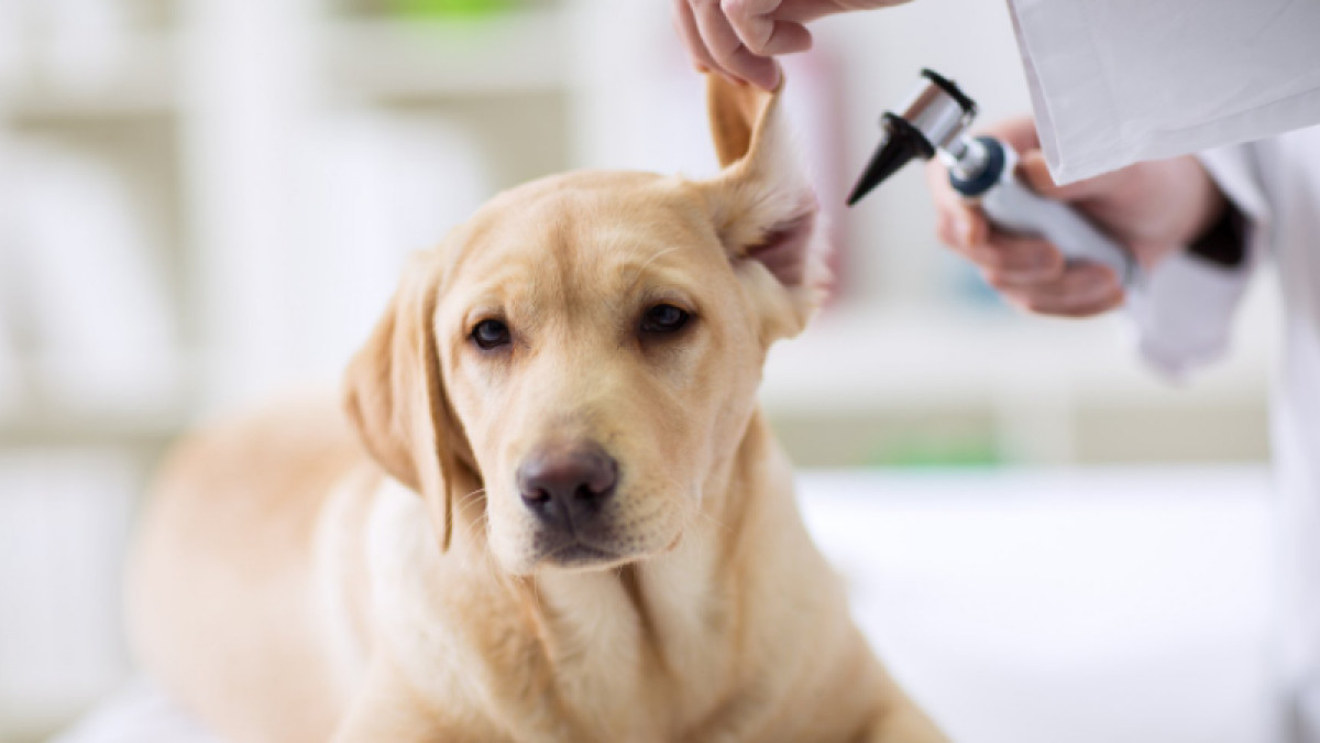 MOBILE VET CLINIC