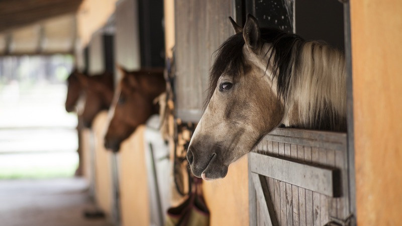 horse dept.jpg