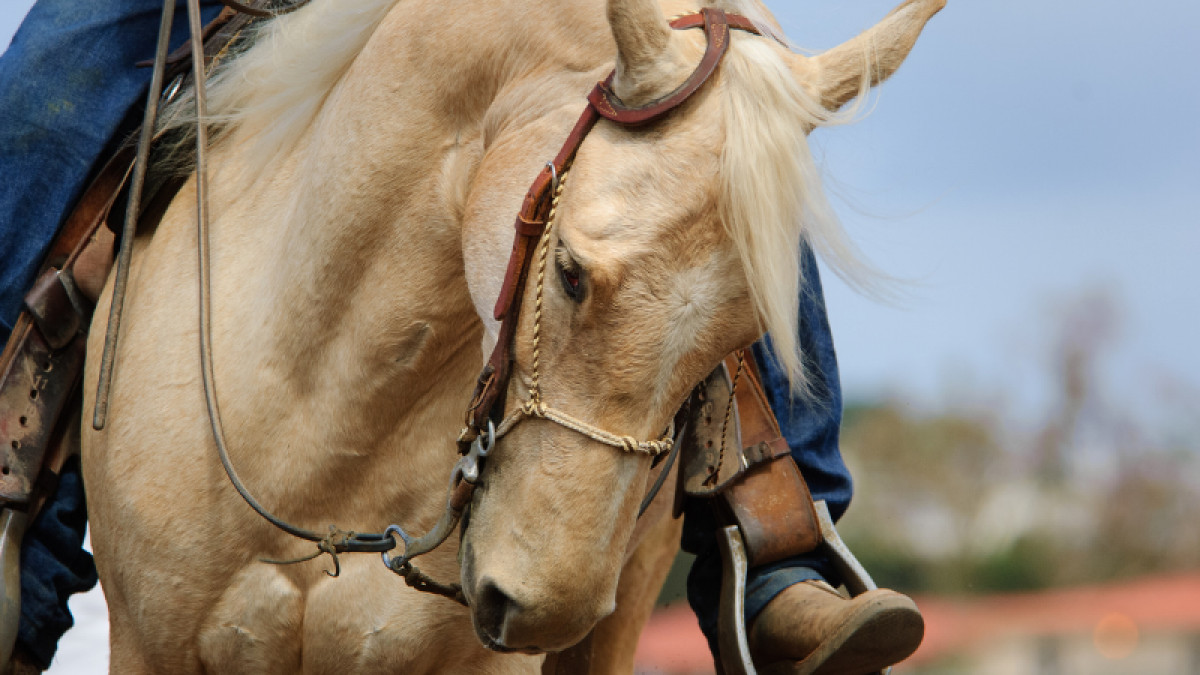 Fueling the Performance Horse!