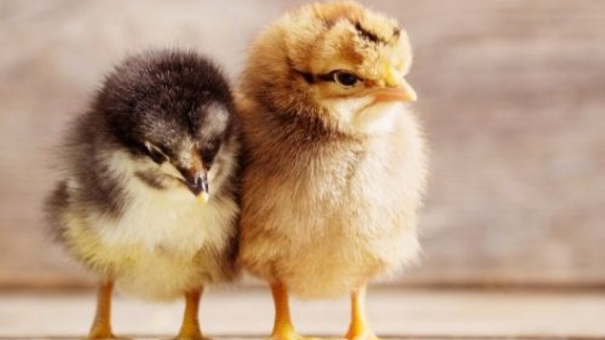 Eureka Chick Delivery Schedule 2024