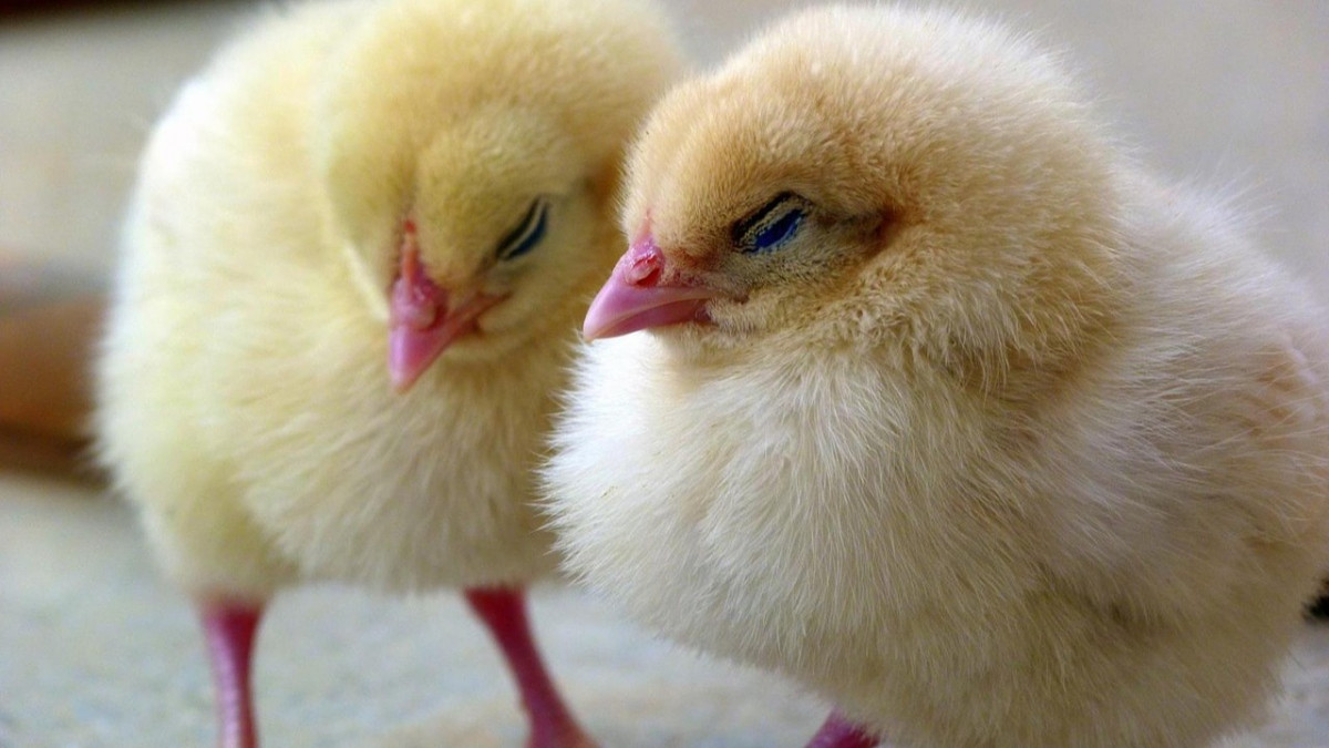 Predicted Chick Order Schedule