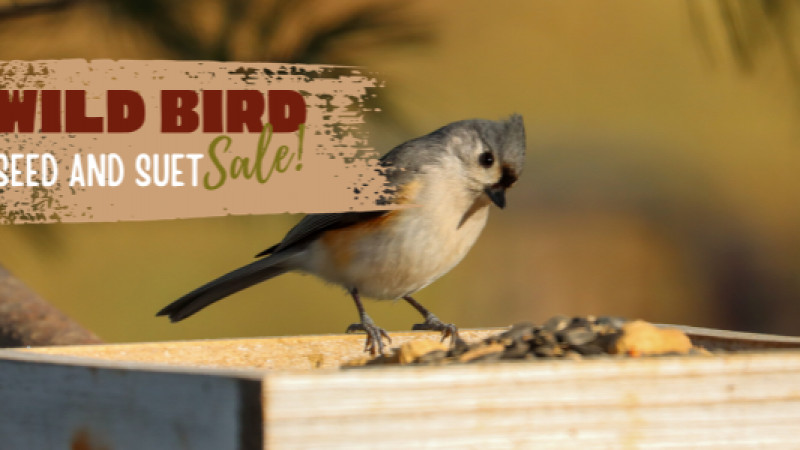 Stock Up for the Winter for the Wild Birds!