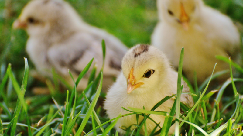 🐥 Exciting News for Chicken Lovers! 🐥