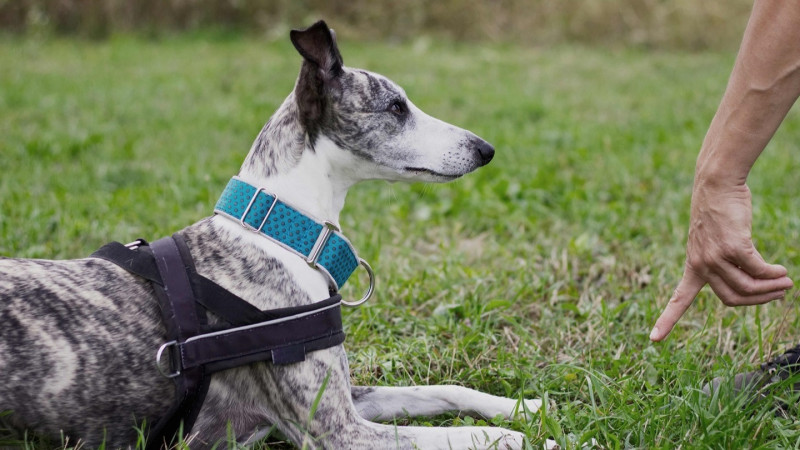 puppy classes shrewsbury