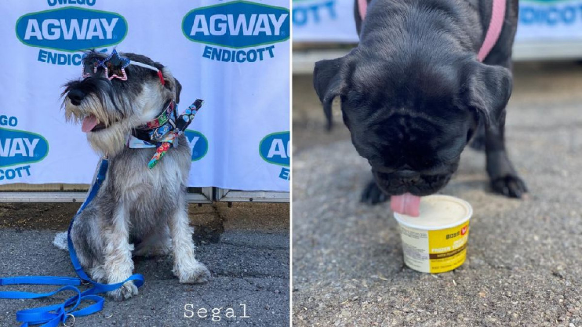 The Dog Days of Summer and Puppy Ice Cream Social