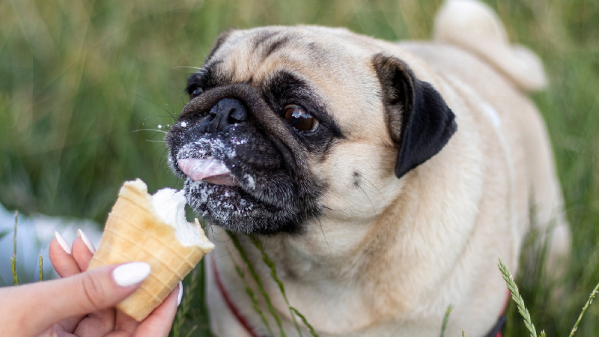 5th Annual Puppy Ice Cream Social