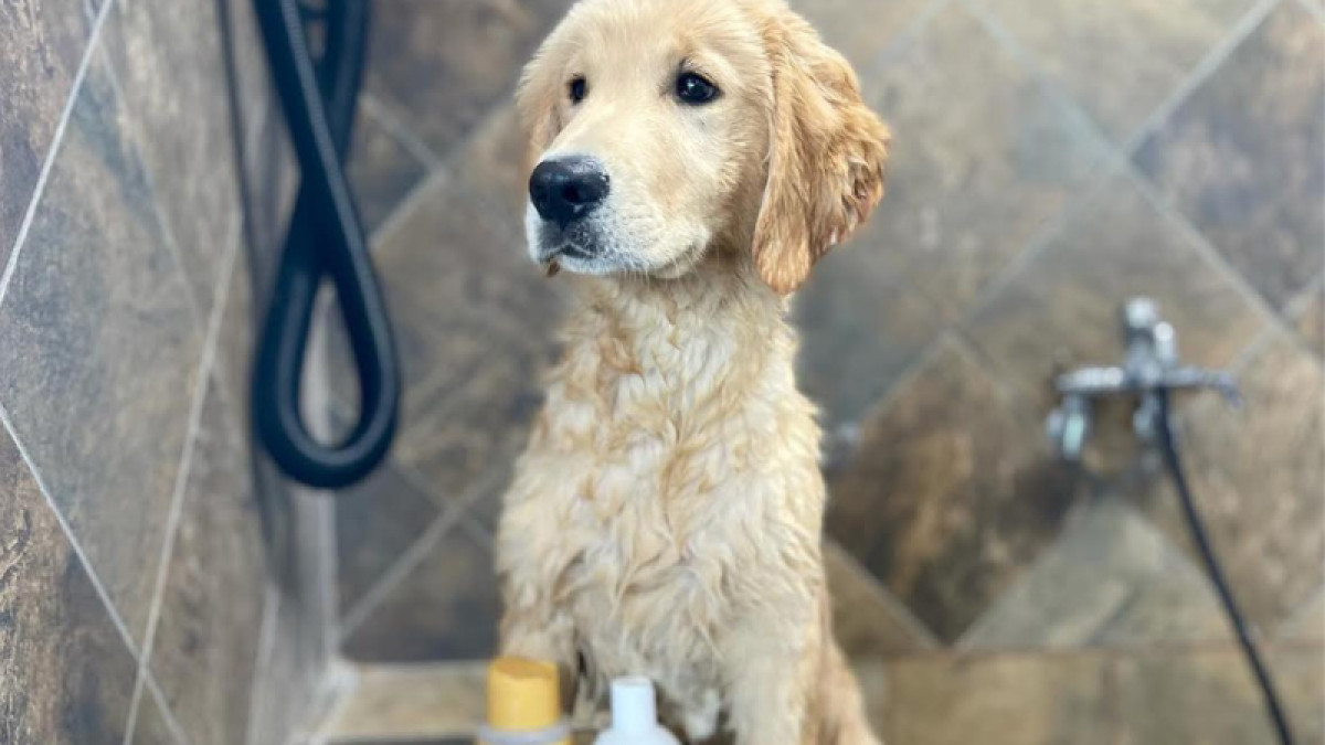 Monthly Grooming Event