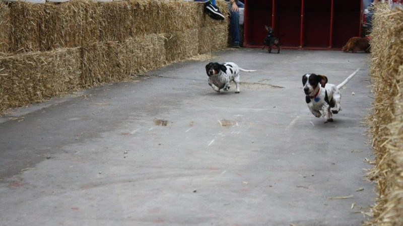 Annual Weenie Dog Race!