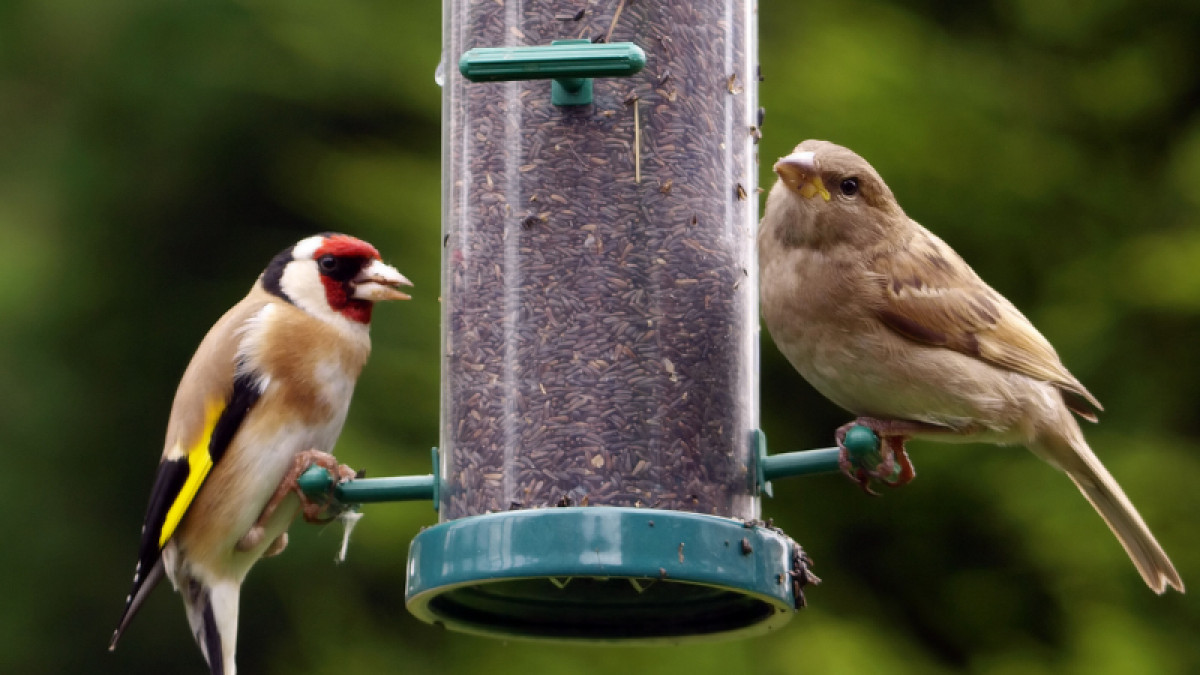 2022 Annual Bird Seed Sale