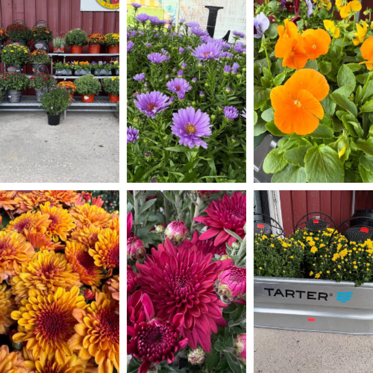 Fall Flowers!!