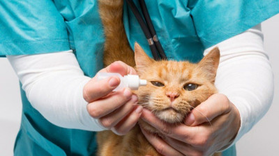 Cat-Cat_Guide-A_adult_ginger_cat_being_given_eye_drops_at_the_vets-850x567-1440w.jpeg