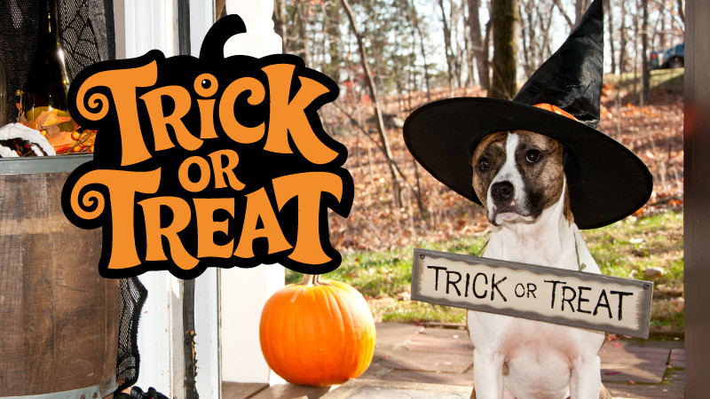 Join Us for the Trick and Treat Event at Ken Caryl Pet Spa!