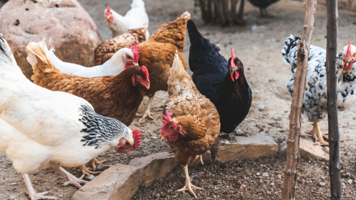 Poultry Swap