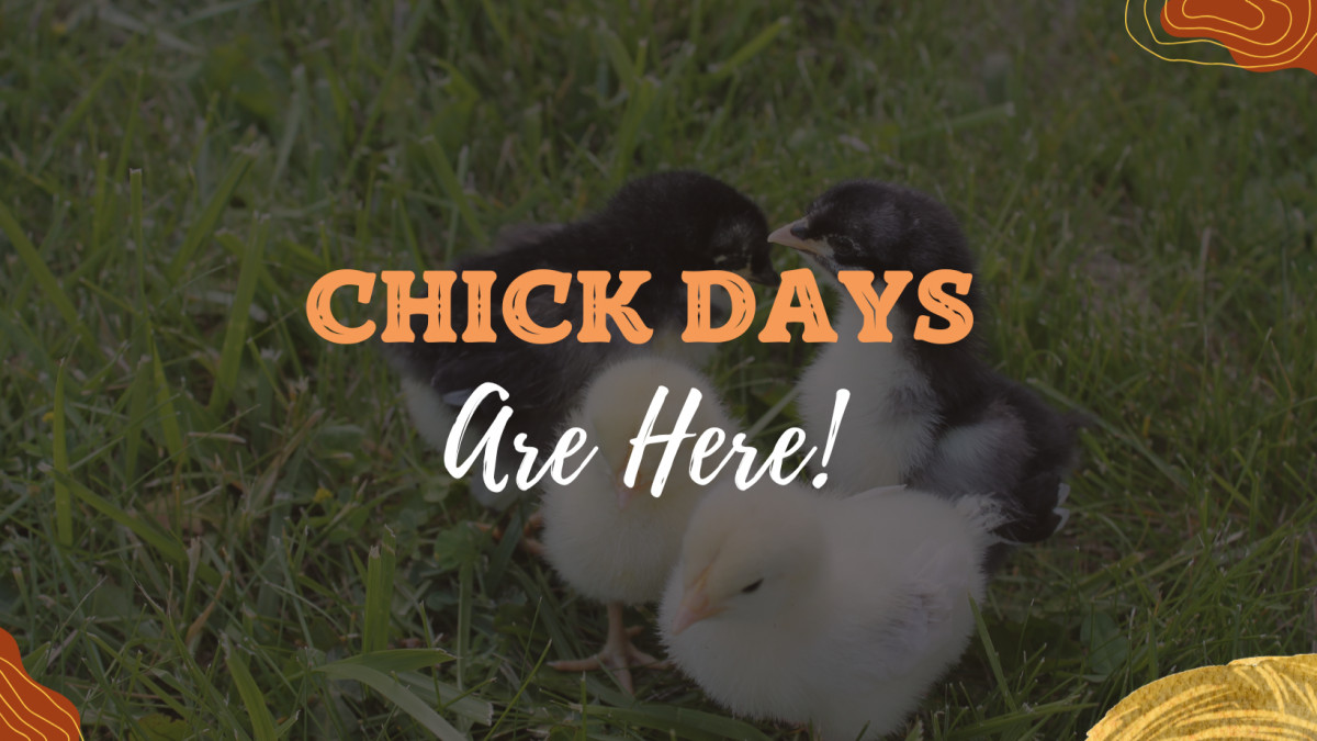 Chick Days
