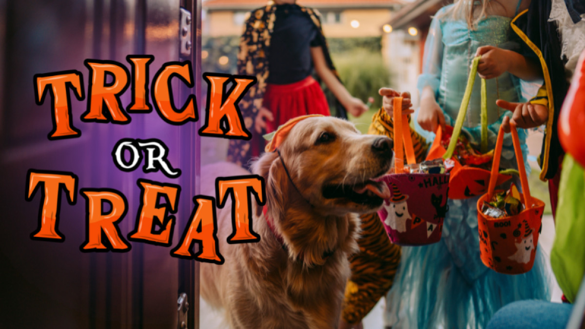 TRICK OR TREAT in MIDDLETOWN COMMONS!