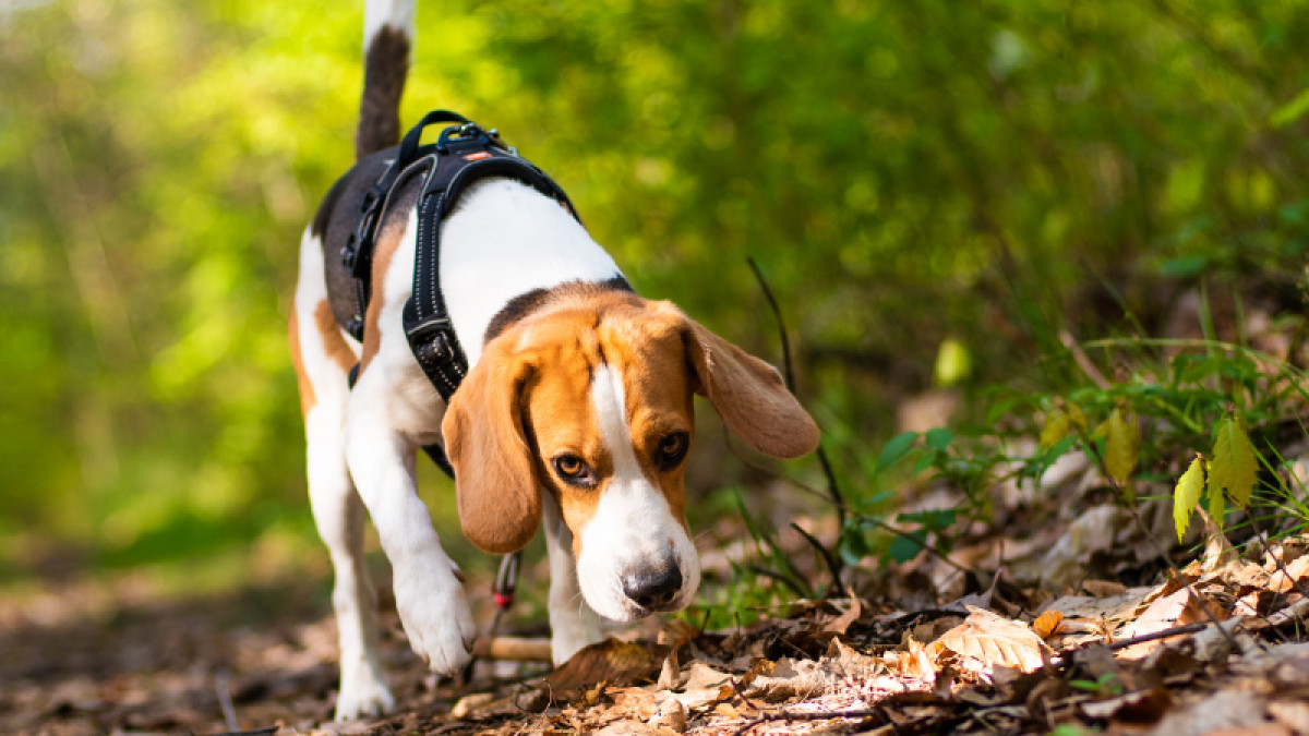 National Scavenger Hunt Day - May 24th!