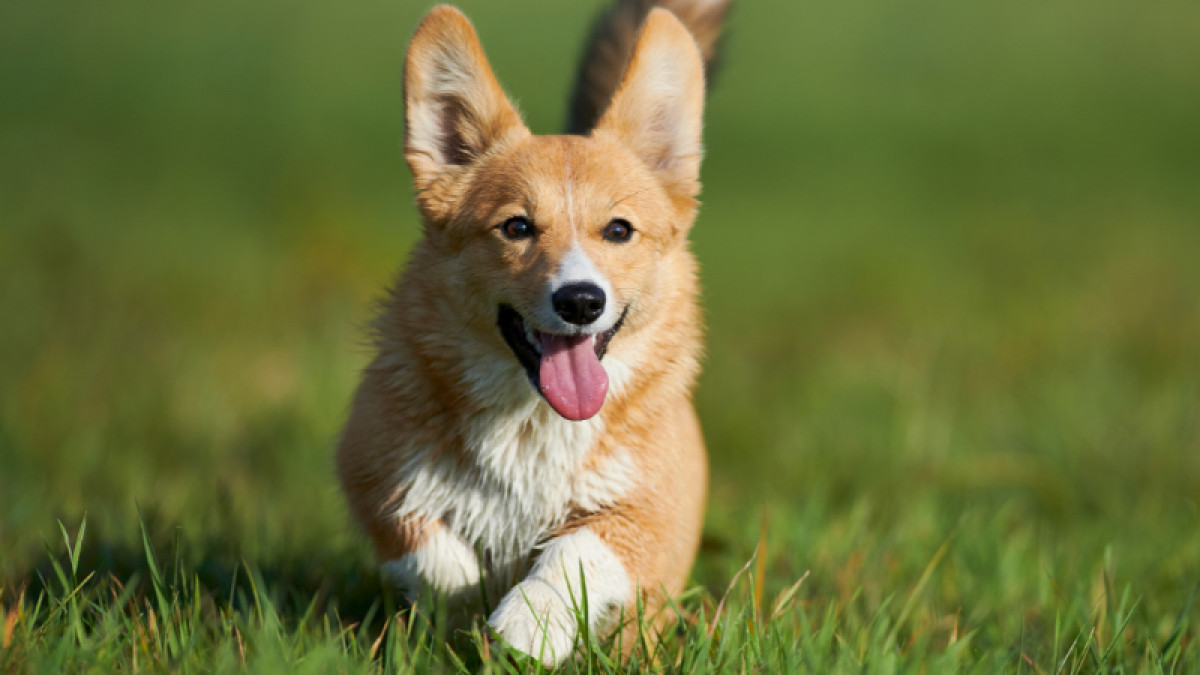 Corgi Races at Washington Meadowland!